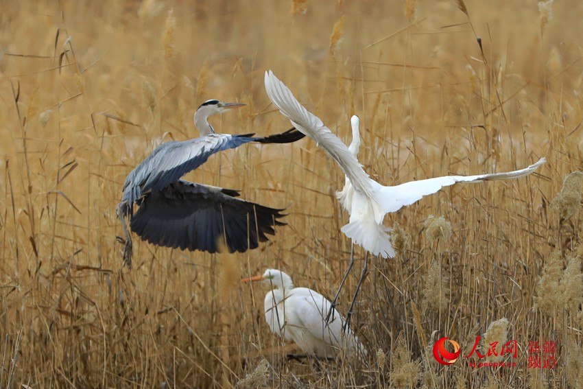 ½˹vϰ          ½˹vէů߀һȺgSȵӰcSfJȔʎӳȤҰȤMһQ䆾˺ϵĴfS˹vBoӏԽԽB@ﰲԽ