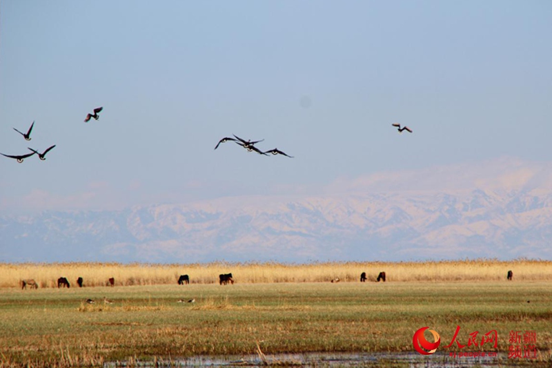 ���B�������˹�_��ԭ�������� �z