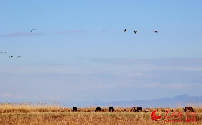 ���B�������˹�_��ԭ�������� �z