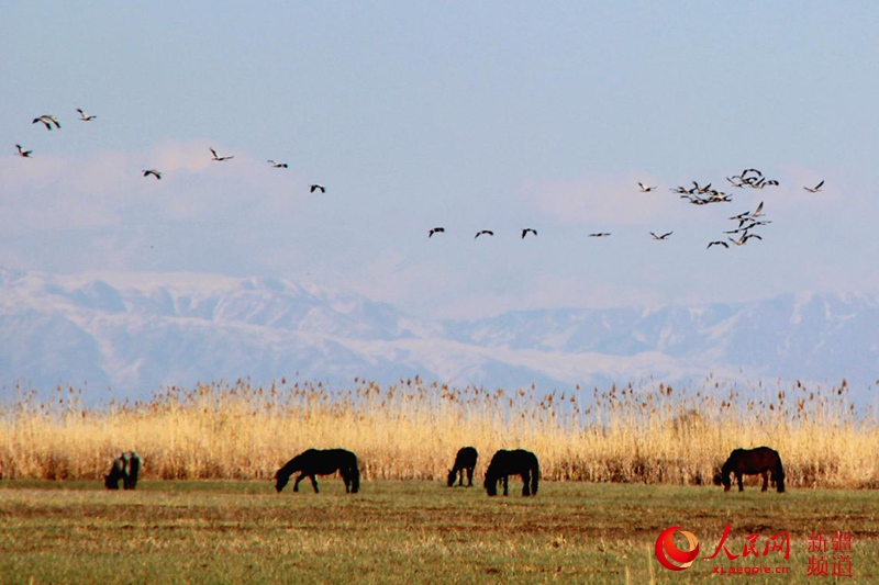 ���B�������˹�_��ԭ�������� �z