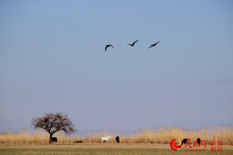 ���B�������˹�_��ԭ�������� �z