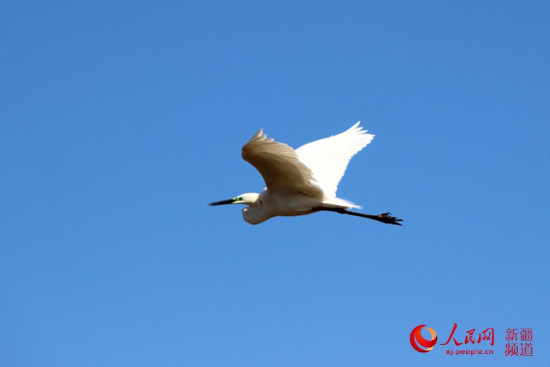 ���B�������˹�_��ԭ�������� �z