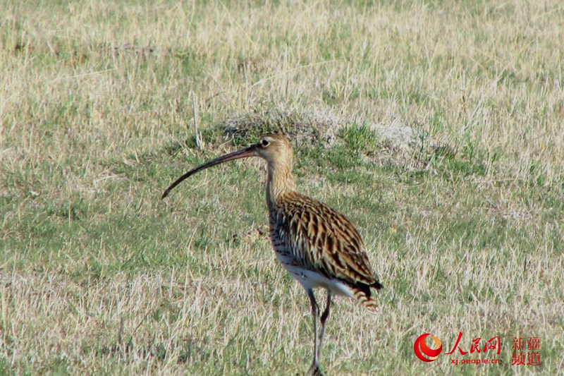 ���B�������˹�_��ԭ�������� �z