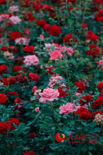 �����̣���ڻ��_ �������գ�����W���㿴�½�����8��