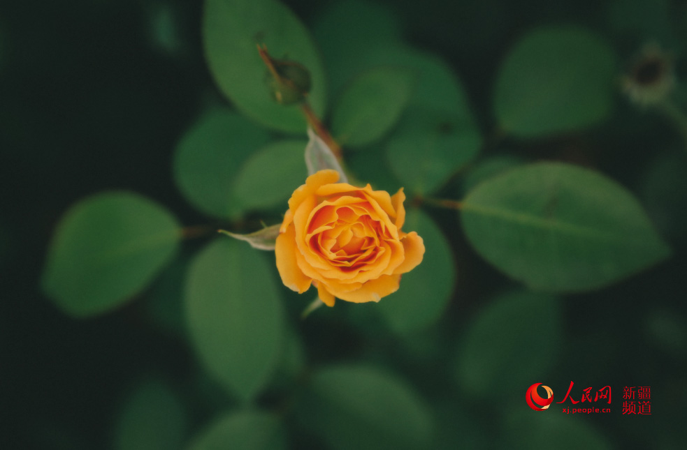 �����̣���ڻ��_ �������գ�����W���㿴�½�����2��