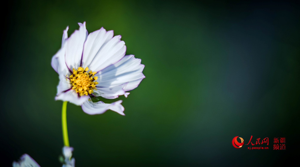 �����̣���ڻ��_ �������գ�����W���㿴�½�����5��