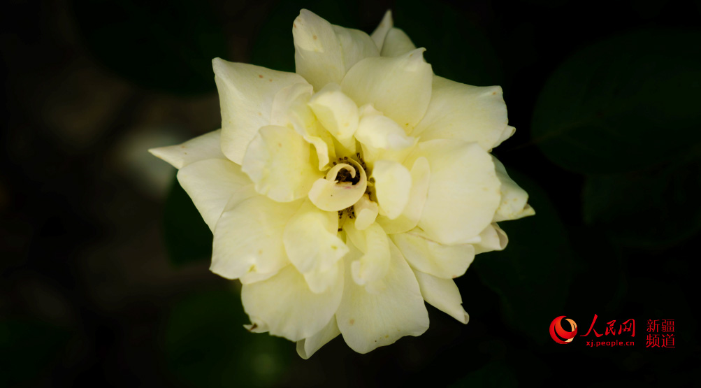 �����̣���ڻ��_ �������գ�����W���㿴�½�����6��