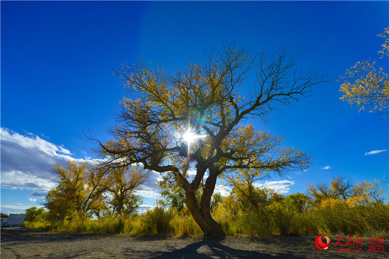 �������f�������ֽ���r���Q��ʢ�b��(����W���㿴�½�)��11��