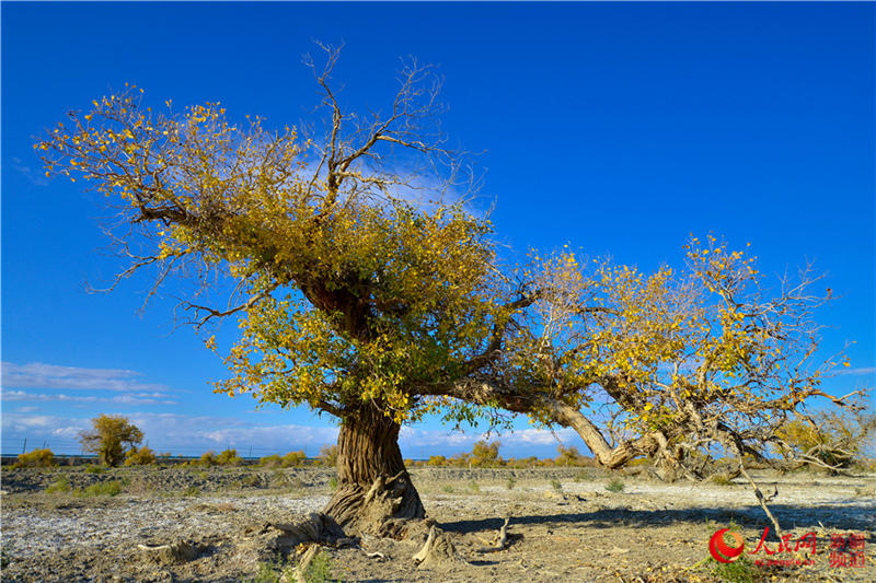 �������f�������ֽ���r���Q��ʢ�b��(����W���㿴�½�)��4��