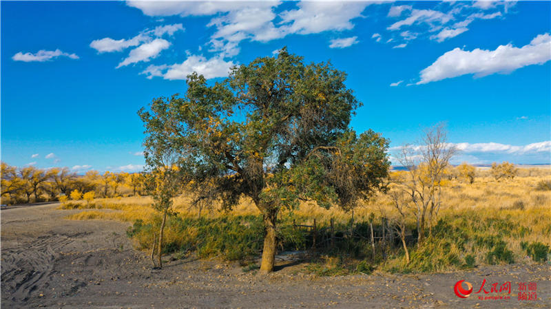 �������f�������ֽ���r���Q��ʢ�b��(����W���㿴�½�)��13��