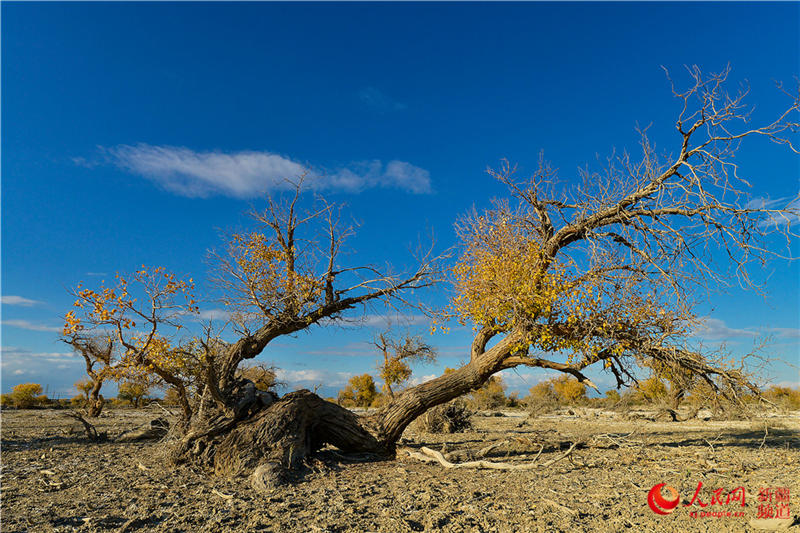 �������f�������ֽ���r���Q��ʢ�b��(����W���㿴�½�)��14��