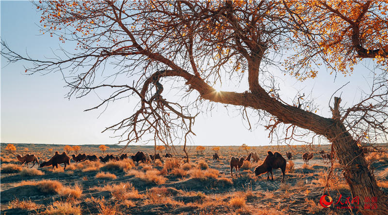 �������f�������ֽ���r���Q��ʢ�b��(����W���㿴�½�)��15��