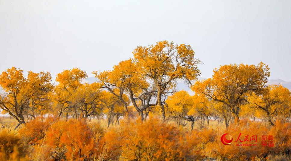 ��ɫ��Ⱦ ��ɫ�������W���㿴�½�����4��