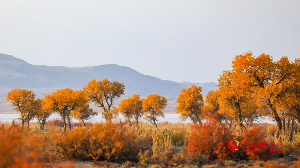 ��ɫ��Ⱦ ��ɫ�������W���㿴�½�����5��