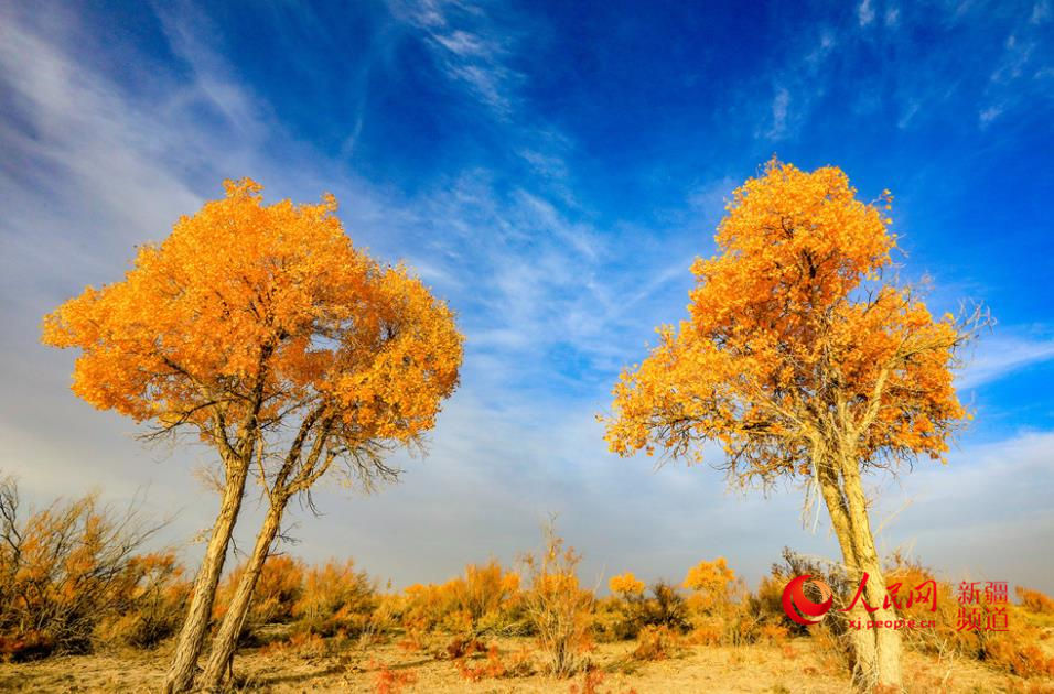 ��ɫ��Ⱦ ��ɫ�������W���㿴�½�����8��