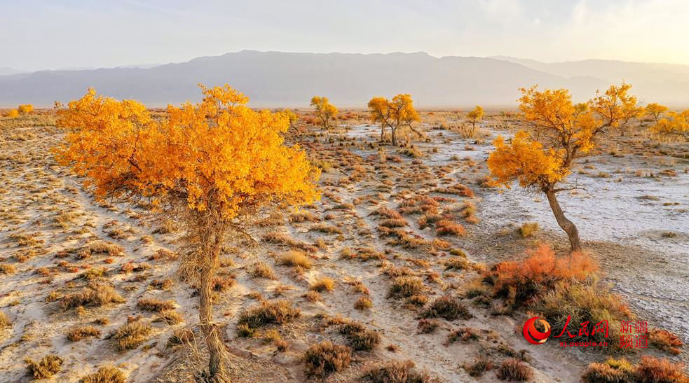 ��ɫ��Ⱦ ��ɫ�������W���㿴�½�����2��