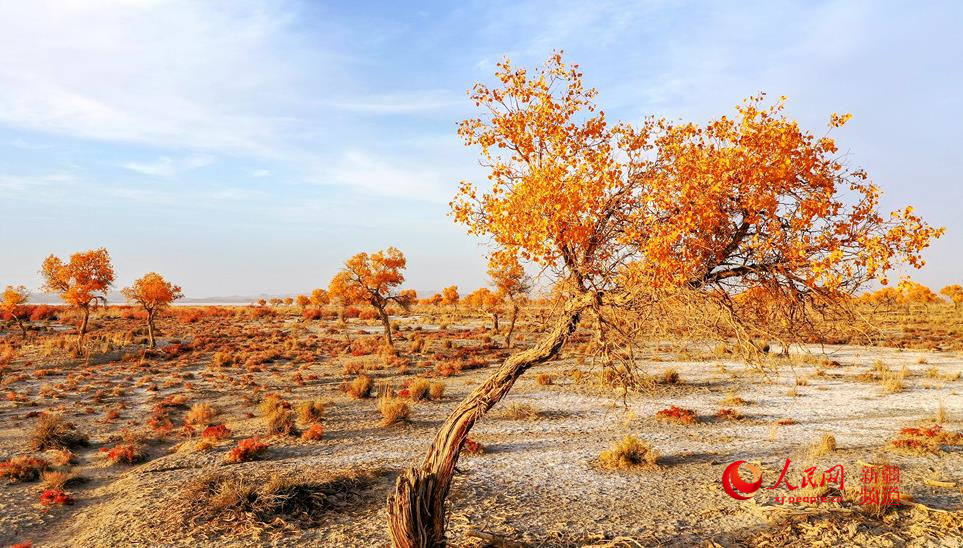 ��ɫ��Ⱦ ��ɫ�������W���㿴�½���