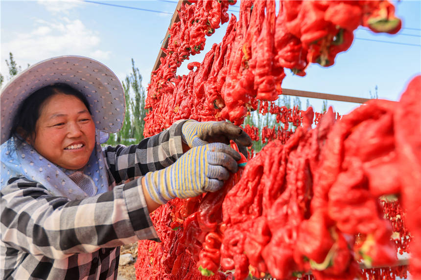 新疆博湖縣:辣椒豐收帶來好“錢景”【6】
