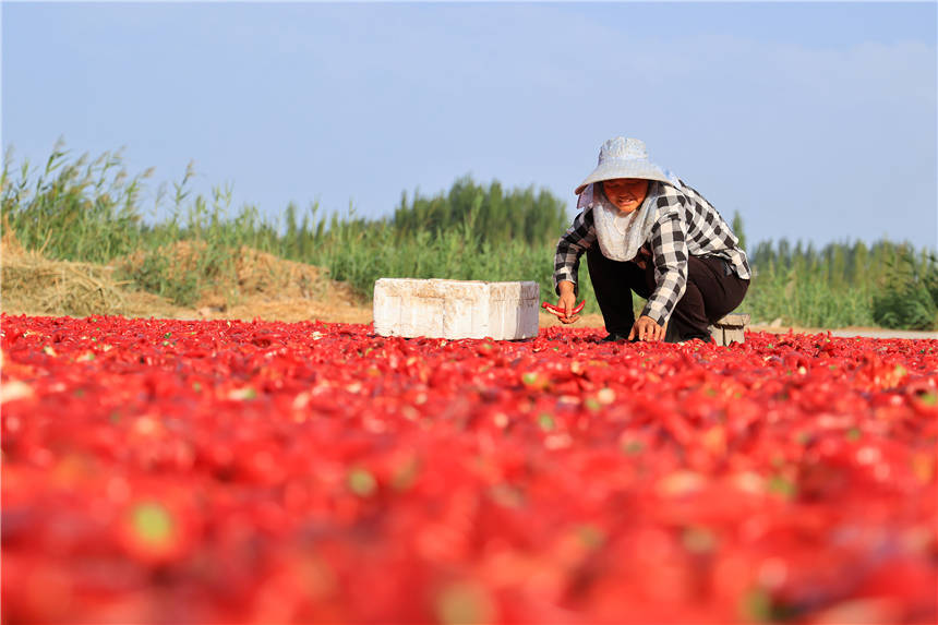 新疆博湖縣:辣椒豐收帶來好“錢景”【7】