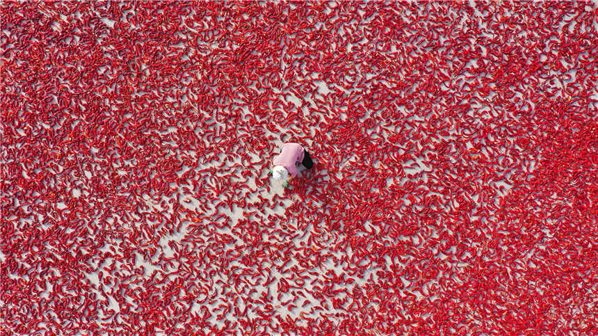 新疆博湖縣:辣椒豐收帶來好“錢景”【8】