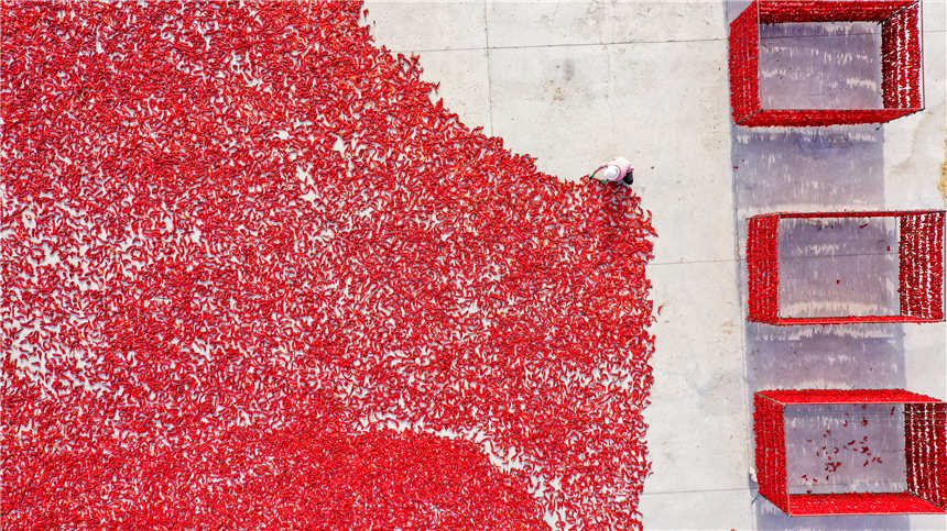 新疆博湖縣:辣椒豐收帶來好“錢景”【4】