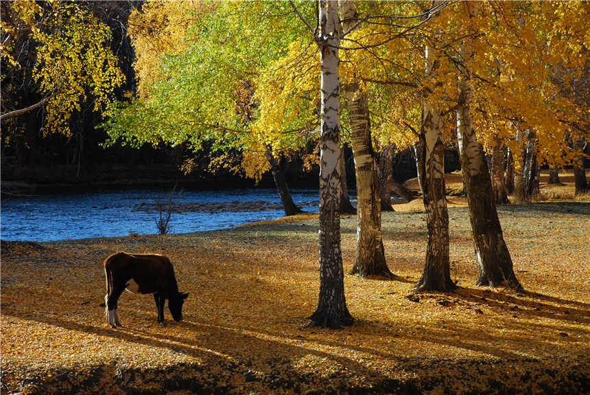 【新疆是個好地方】在可可托海尋找詩和遠方
