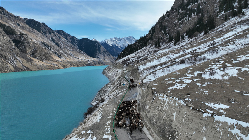 新疆昭蘇縣:牲畜冬季轉場正當時【5】