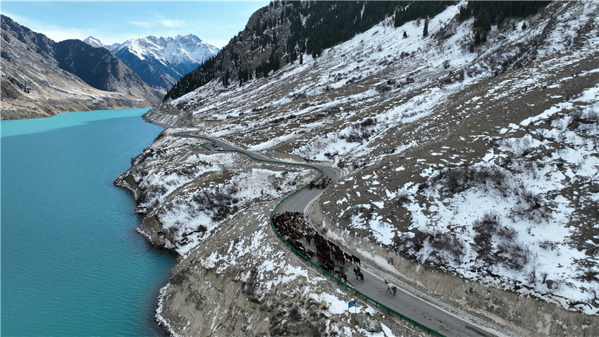 新疆昭蘇縣:牲畜冬季轉場正當時