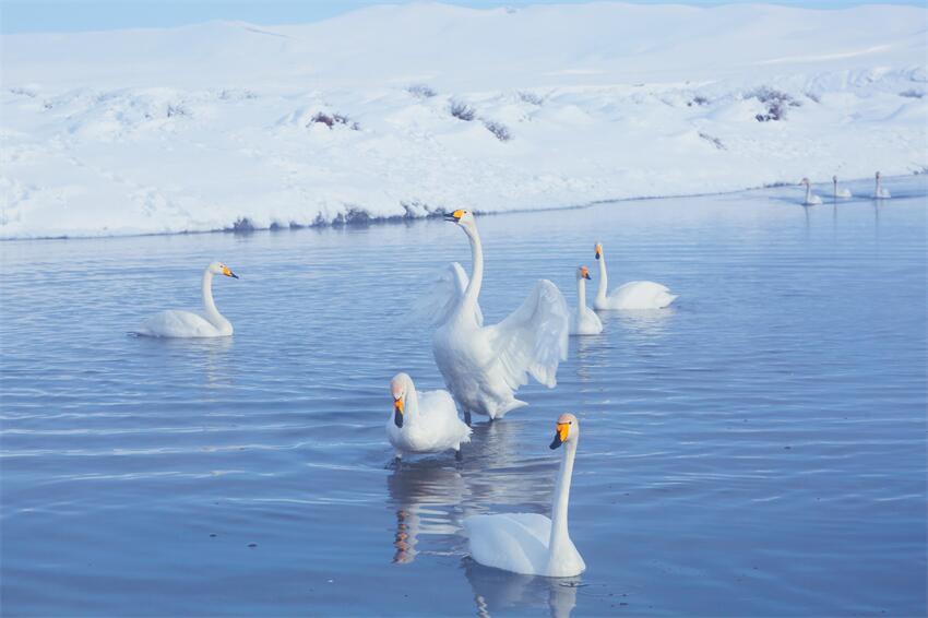 新疆昭蘇：濕地天鵝舞翩躚【3】