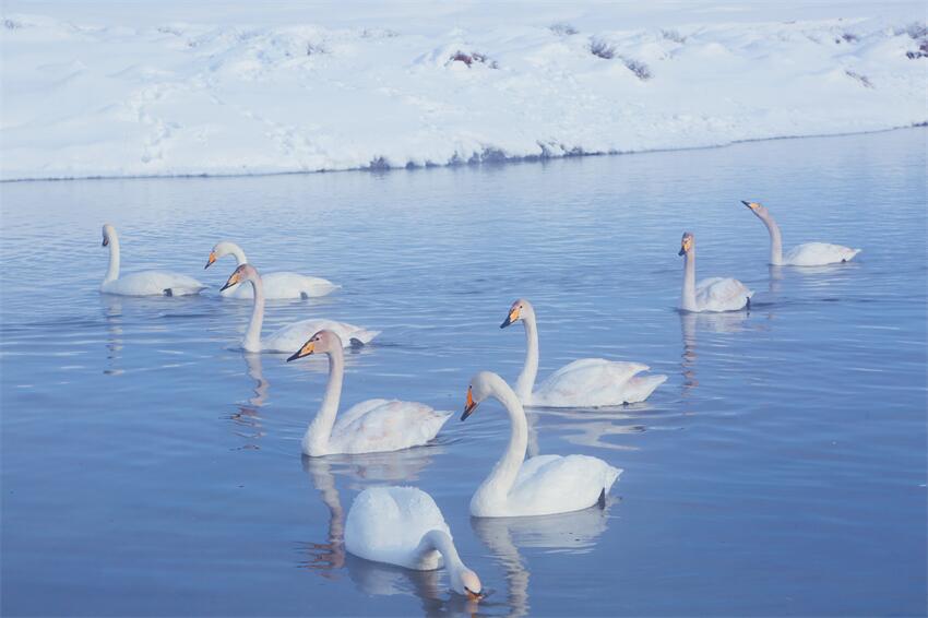 新疆昭蘇：濕地天鵝舞翩躚【2】