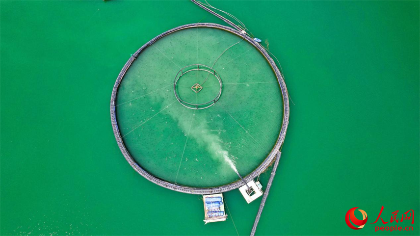 在離海最遠的地方，三文魚安了家！【7】