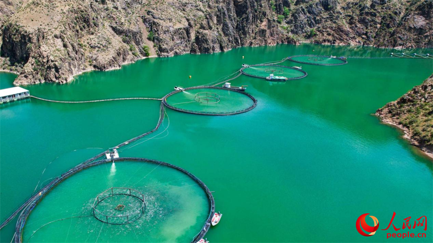 在離海最遠的地方，三文魚安了家！【8】