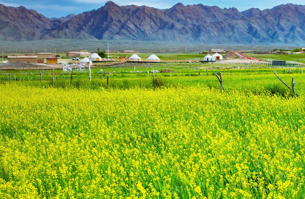 新疆托克遜縣油菜花田飄香。李靖海攝
