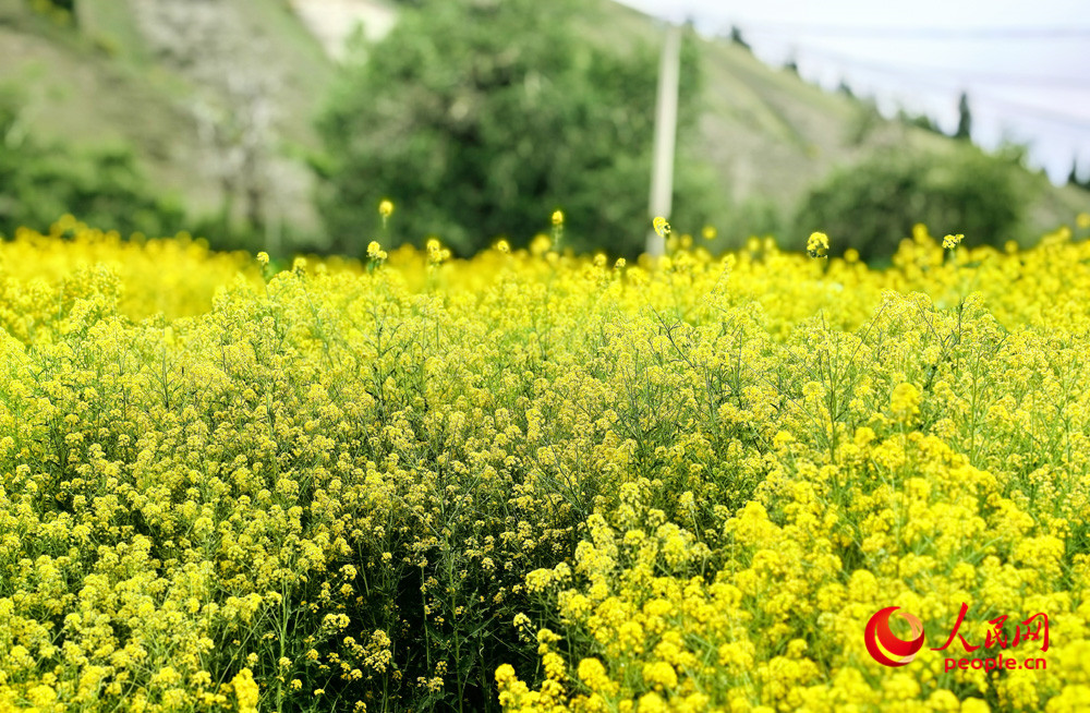 烏魯木齊南山腳下油菜花盛開。人民網記者 韓婷攝