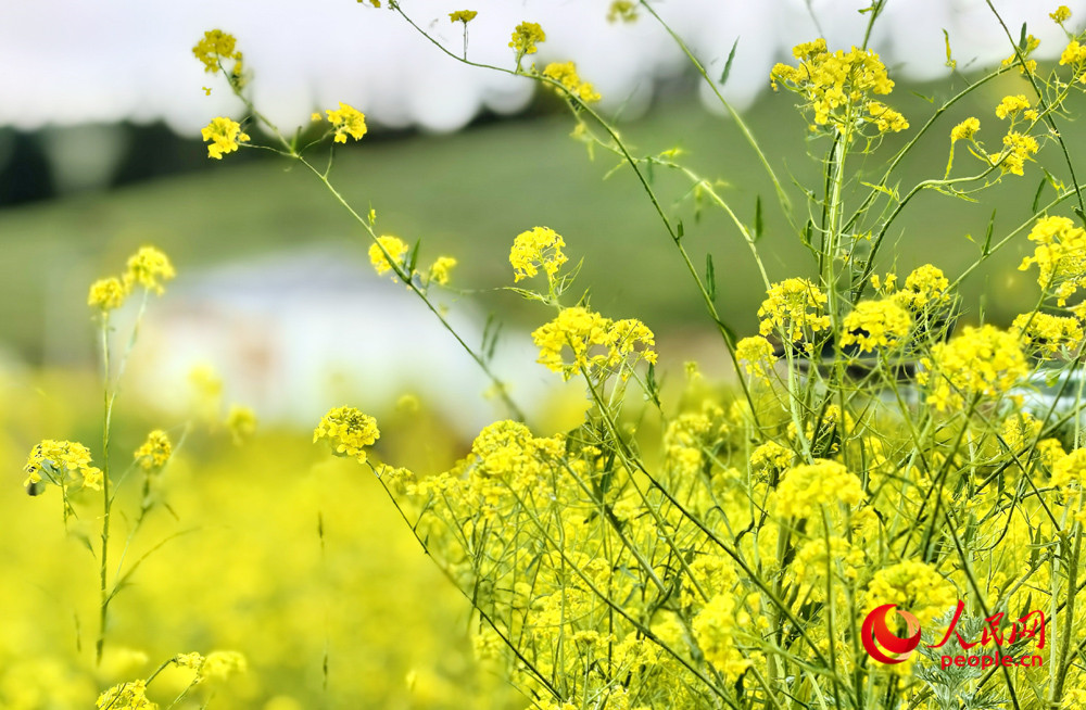 烏魯木齊南山腳下油菜花盛開。人民網記者 韓婷攝