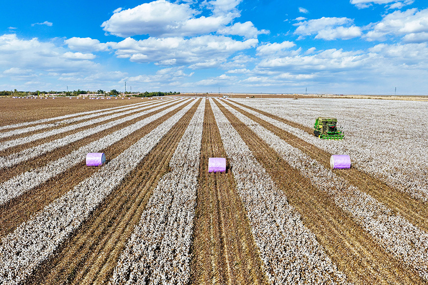 人民日報看新疆丨機械化采棉