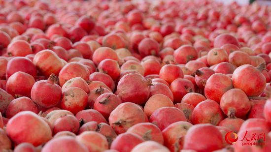 新鮮采摘的石榴。人民網 李欣洋攝